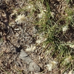 Rytidosperma carphoides at Cook, ACT - 13 Nov 2019