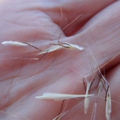 Rytidosperma sp. (Wallaby Grass) at Cook, ACT - 13 Nov 2019 by CathB