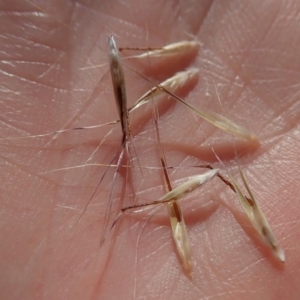 Rytidosperma sp. at Cook, ACT - 13 Nov 2019