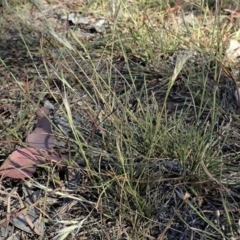 Rytidosperma sp. at Cook, ACT - 13 Nov 2019