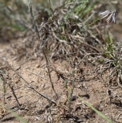 Linaria arvensis (Corn Toadflax) at Latham, ACT - 13 Nov 2019 by MattM