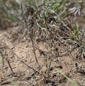 Linaria arvensis at Latham, ACT - 13 Nov 2019 02:34 PM