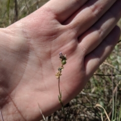 Linaria arvensis at Latham, ACT - 13 Nov 2019 02:34 PM