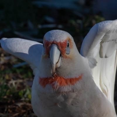 Cacatua tenuirostris (Long-billed Corella) at Symonston, ACT - 15 Nov 2019 by rawshorty