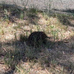 Tachyglossus aculeatus (Short-beaked Echidna) at Dunlop, ACT - 15 Nov 2019 by MattM