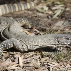 Varanus rosenbergi (Heath or Rosenberg's Monitor) at Michelago, NSW - 29 Oct 2019 by Illilanga