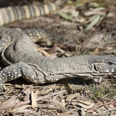 Varanus rosenbergi (Heath or Rosenberg's Monitor) at Michelago, NSW - 29 Oct 2019 by Illilanga