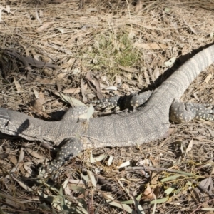 Varanus rosenbergi at Michelago, NSW - 29 Oct 2019