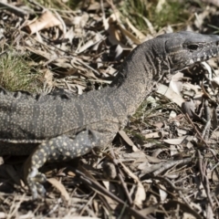 Varanus rosenbergi at Michelago, NSW - 29 Oct 2019