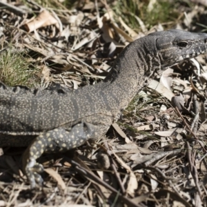 Varanus rosenbergi at Michelago, NSW - suppressed