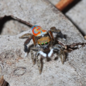 Maratus pavonis at Fyshwick, ACT - suppressed