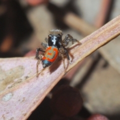 Maratus pavonis at Fyshwick, ACT - suppressed