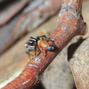 Maratus pavonis at Fyshwick, ACT - 15 Nov 2019