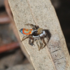 Maratus pavonis at Fyshwick, ACT - suppressed