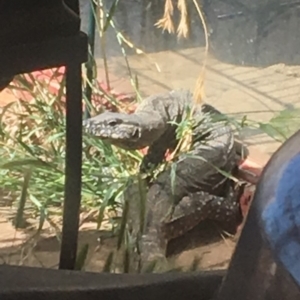 Varanus rosenbergi at Michelago, NSW - 13 Nov 2019