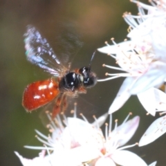 Exoneura sp. (genus) (A reed bee) at Paddys River, ACT - 14 Nov 2019 by Harrisi