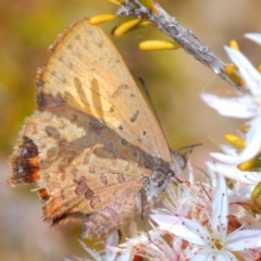 Paralucia aurifera (Bright Copper) at Tidbinbilla Nature Reserve - 14 Nov 2019 by Harrisi