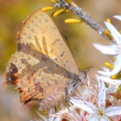 Paralucia aurifera (Bright Copper) at Paddys River, ACT - 14 Nov 2019 by Harrisi