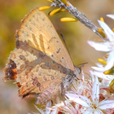 Paralucia aurifera (Bright Copper) at Tidbinbilla Nature Reserve - 14 Nov 2019 by Harrisi