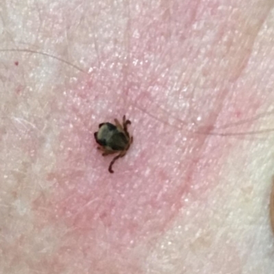 Unidentified Mite and Tick (Acarina) at Guerilla Bay, NSW - 13 Nov 2019 by LisaH