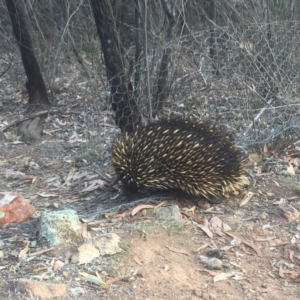 Tachyglossus aculeatus at Majura, ACT - 14 Nov 2019