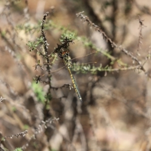 Hemicordulia tau at Cook, ACT - 10 Nov 2019 11:15 AM