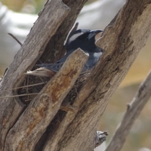 Artamus superciliosus at Rendezvous Creek, ACT - 5 Nov 2019