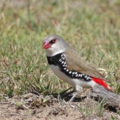 Stagonopleura guttata (Diamond Firetail) at Rendezvous Creek, ACT - 5 Nov 2019 by roymcd