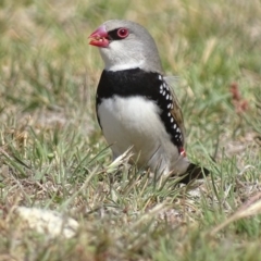 Stagonopleura guttata at Rendezvous Creek, ACT - 5 Nov 2019