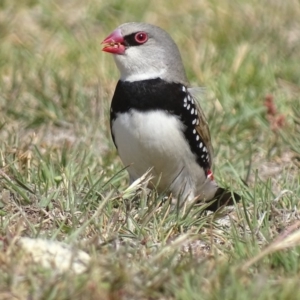 Stagonopleura guttata at Rendezvous Creek, ACT - 5 Nov 2019