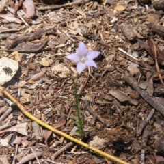 Wahlenbergia luteola (Yellowish Bluebell) at Federal Golf Course - 10 Nov 2019 by MichaelMulvaney