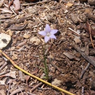 Wahlenbergia luteola (Yellowish Bluebell) at Federal Golf Course - 10 Nov 2019 by MichaelMulvaney