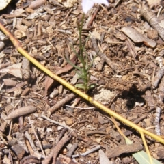 Wahlenbergia luteola at Garran, ACT - 10 Nov 2019 12:32 PM