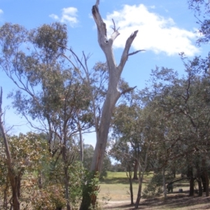 Eucalyptus sp. (dead tree) at Garran, ACT - 10 Nov 2019 11:04 AM