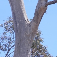 Eucalyptus sp. (dead tree) at Garran, ACT - 10 Nov 2019 11:04 AM