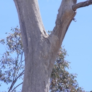 Eucalyptus sp. (dead tree) at Garran, ACT - 10 Nov 2019 11:04 AM