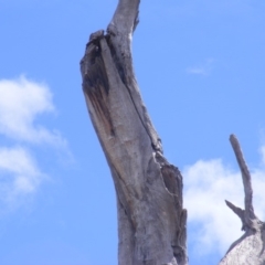 Eucalyptus sp. (dead tree) at Garran, ACT - 10 Nov 2019 11:04 AM