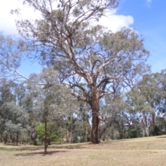 Eucalyptus melliodora (Yellow Box) at Federal Golf Course - 10 Nov 2019 by MichaelMulvaney