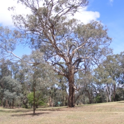 Eucalyptus melliodora (Yellow Box) at Garran, ACT - 10 Nov 2019 by MichaelMulvaney