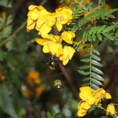 Xylocopa (Lestis) aerata (Golden-Green Carpenter Bee) at Acton, ACT - 15 Nov 2019 by TimL