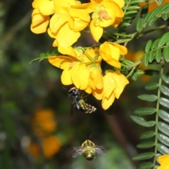 Xylocopa (Lestis) aerata at Acton, ACT - 15 Nov 2019