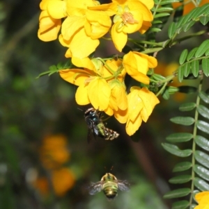 Xylocopa (Lestis) aerata at Acton, ACT - 15 Nov 2019