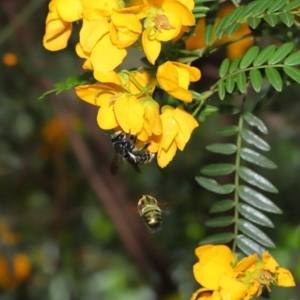 Xylocopa (Lestis) aerata at Acton, ACT - 15 Nov 2019 11:17 AM