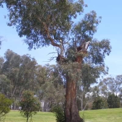 Eucalyptus melliodora (Yellow Box) at Garran, ACT - 10 Nov 2019 by MichaelMulvaney