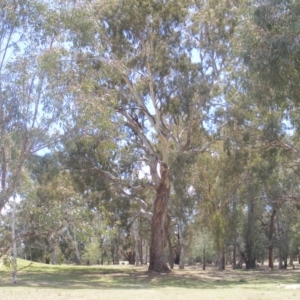 Eucalyptus melliodora at Federal Golf Course - 10 Nov 2019