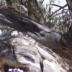 Eucalyptus melliodora at Federal Golf Course - 10 Nov 2019