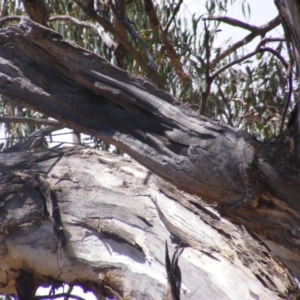 Eucalyptus melliodora at Federal Golf Course - 10 Nov 2019 11:08 AM