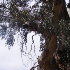 Eucalyptus melliodora at Federal Golf Course - 10 Nov 2019