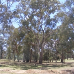 Eucalyptus melliodora (Yellow Box) at Federal Golf Course - 10 Nov 2019 by MichaelMulvaney