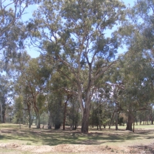 Eucalyptus melliodora at Federal Golf Course - 10 Nov 2019 11:24 AM